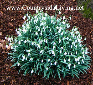 Vulpea de munte (galanthus)