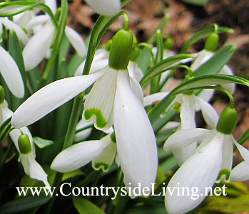 Vulpea de munte (galanthus)