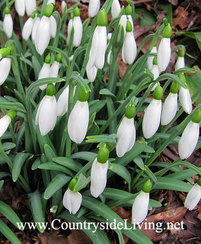 Vulpea de munte (galanthus)