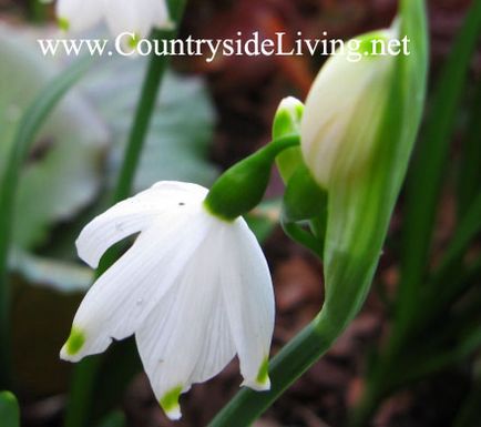 Vulpea de munte (galanthus)