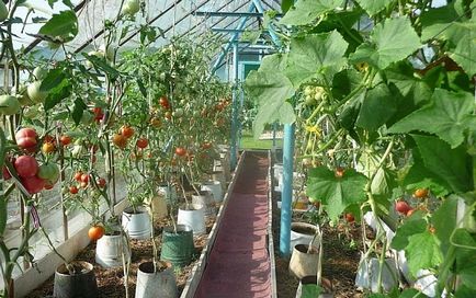 Отримав величезний урожай помідорів, вирощуючи їх в відрах