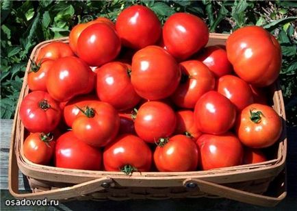 Tomate trei găleți de tufiș, osadovod - totul despre grădină, grădină de legume și design