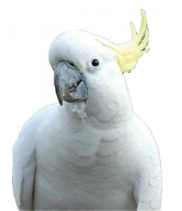 Папуга в природі