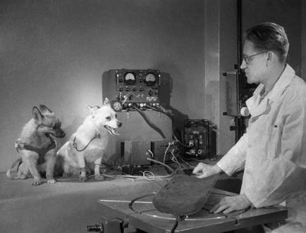 Rasa cosmonautului câinilor - istoria zborurilor și fapte interesante