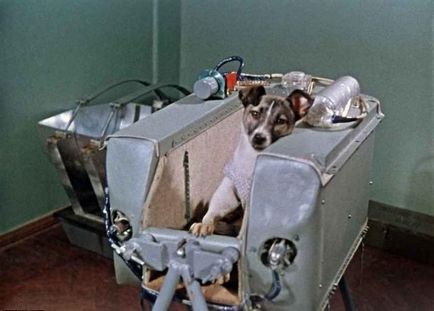 Rasa cosmonautului câinilor - istoria zborurilor și fapte interesante