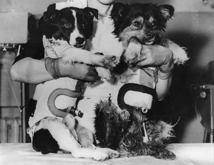 Порода собак-космонавтів - історії польотів і цікаві факти