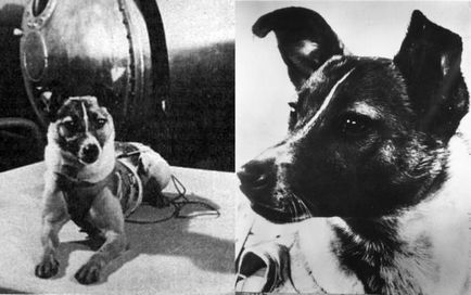 Порода собак-космонавтів - історії польотів і цікаві факти