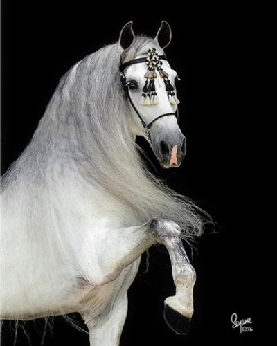 Rasele andaluzice - despre cai, călare