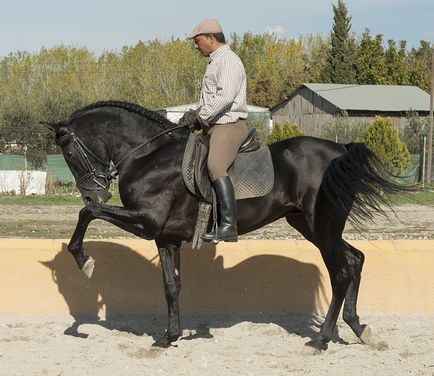 Rasele andaluzice - despre cai, călare