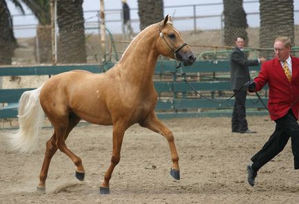 Породи андалузька - про коней, коновод