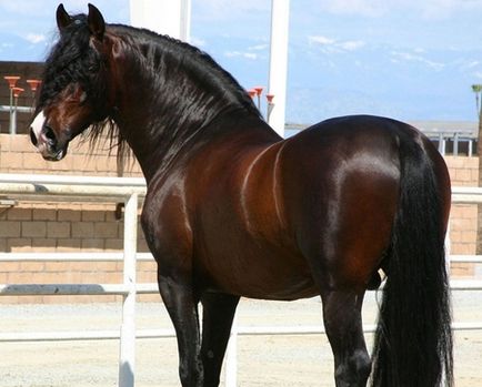 Породи андалузька - про коней, коновод
