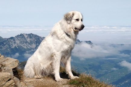 Rasă de câini de talie mare cu fotografii, cea mai mare din lume