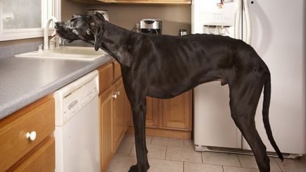 Breed nagy kutya neve képpel, a legmagasabb a világon