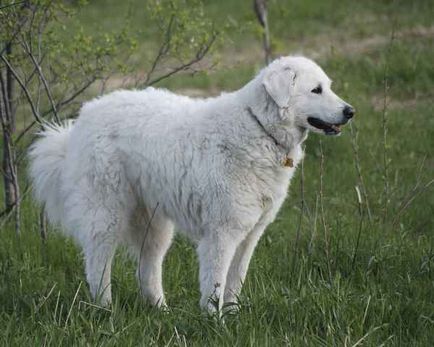 Breed nagy kutya neve képpel, a legmagasabb a világon