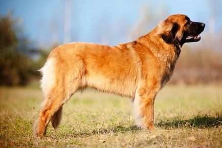 Rasă de câini de talie mare cu fotografii, cea mai mare din lume