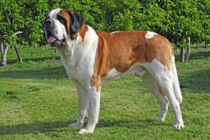 Breed nagy kutya neve képpel, a legmagasabb a világon