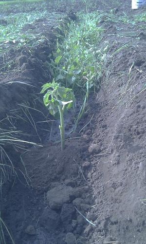 Plantarea unei tomate într-un șanț