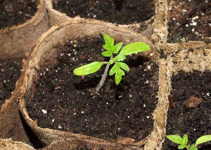 Zile de plantare pentru tomate în martie 2017, când să semene roșii pe material săditor, la însămânțare, o descriere