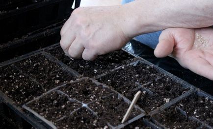 Zile de plantare pentru tomate în martie 2017 când să semene roșii pe răsaduri, la însămânțare, o descriere