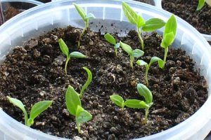Посів насіння перцю та баклажанів на розсаду як і коли садити, приблизні терміни, підготовка насіння і