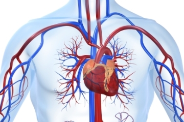 Постінфарктний кардіосклероз - причина смерті або можливість вижити