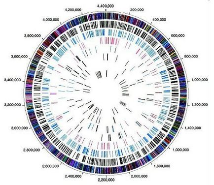Construirea hărților genetice ale cromozomilor