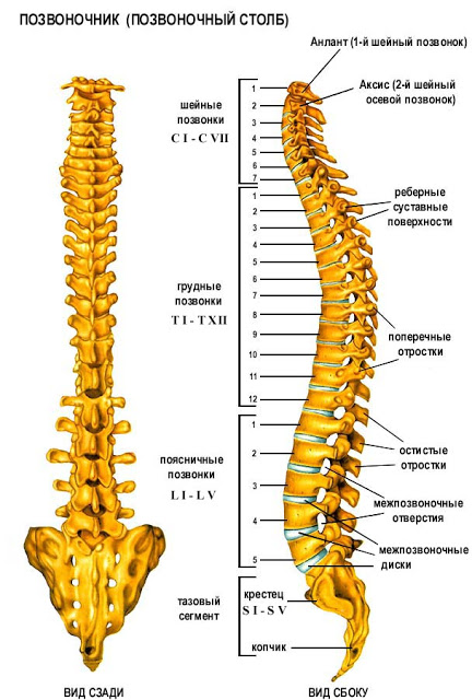 Spine - indicator de karma - esoterică și auto-cunoaștere