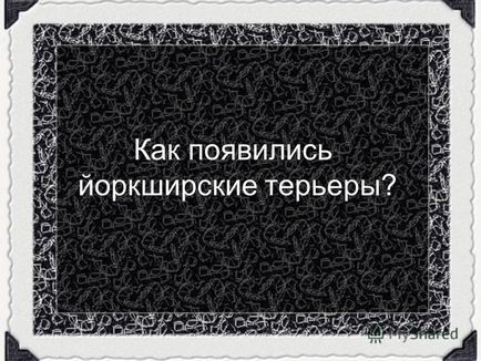 Презентація на тему штучний відбір собаки йоркширський тер'єр