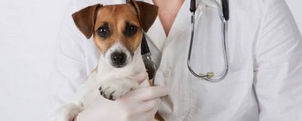 Vaccinări pentru animalele de companie înainte de călătorie și confirmarea acestor documente