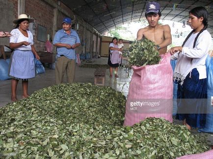 Profesie - Coca-leros, deoarece țăranii bolivieni cresc bushul de coca