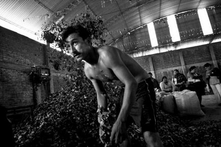 Професія - кокалерос як болівійські селяни вирощують кокаїнові кущі