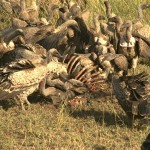 Birds scavengers vulturi și condors