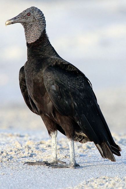 Birds of scavengers - titlu, fotografie