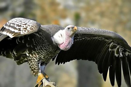 Birds of scavengers - titlu, fotografie