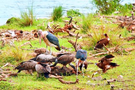 Birds of scavengers - titlu, fotografie