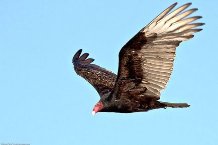 Birds of scavengers - titlu, fotografie