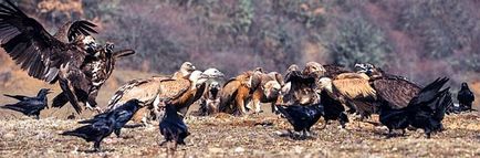 Birds of scavengers - titlu, fotografie