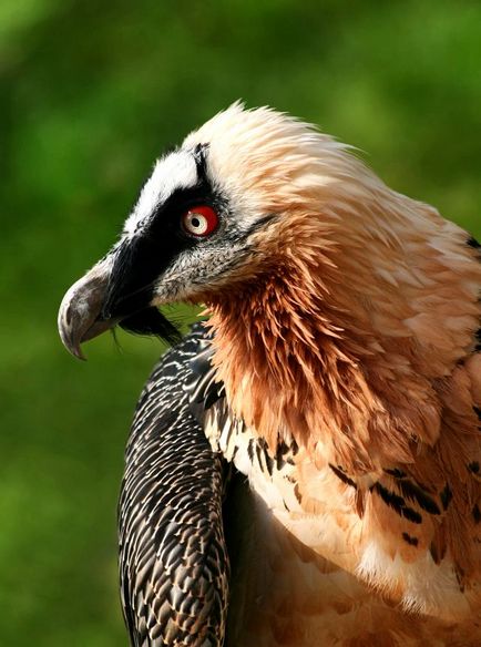 Birds of scavengers - titlu, fotografie