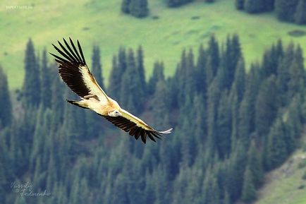 Birds of scavengers - titlu, fotografie