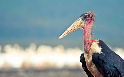 Birds of scavengers - titlu, fotografie