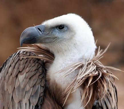 Birds of scavengers - titlu, fotografie