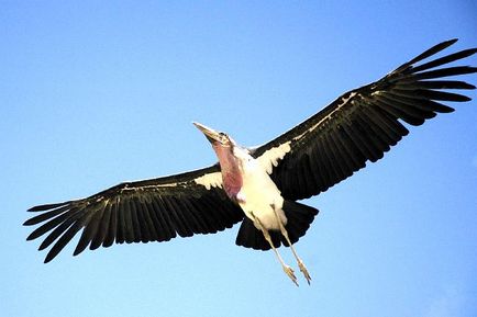 Birds of scavengers - titlu, fotografie