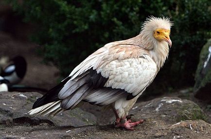 Birds of scavengers - titlu, fotografie