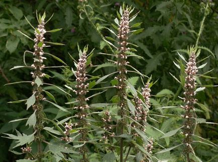 motherwort öt penge