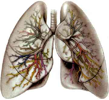 Рак легенів