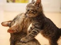 Ordinea zilei pentru iubitorii de pisici și pisici (umor) - totul despre pisici și pisici cu dragoste