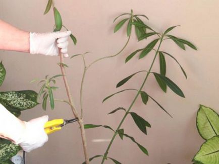 Plante oleander obișnuit - îngrijire și cultivare