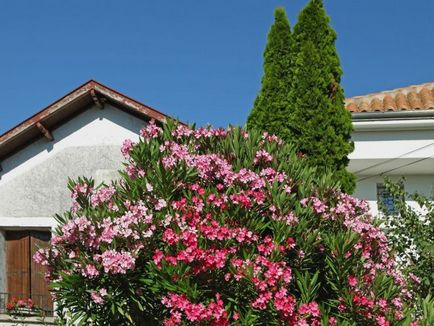 Plante oleander obișnuit - îngrijire și cultivare