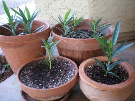 Рослина олеандр звичайний - догляд та вирощування