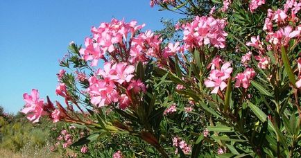 Plante oleander obișnuit - îngrijire și cultivare